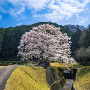無料スマホ壁紙 春の空と薄墨桜。AndroidとiPhoneに対応した4K高画質の無料待ち受け画像。三重県津市の竹原の淡墨桜（薄墨桜）で撮影したフリー写真素材