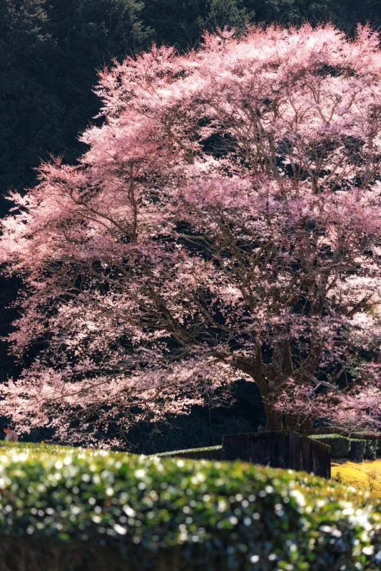 無料スマホ壁紙 ピンクの花びらが美しい淡墨桜。AndroidとiPhoneに対応した4K高画質の無料待ち受け画像。三重県津市の竹原の淡墨桜（薄墨桜）で撮影したフリー写真素材