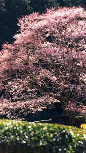 無料スマホ壁紙 ピンクの花びらが美しい淡墨桜。AndroidとiPhoneに対応した4K高画質の無料待ち受け画像。三重県津市の竹原の淡墨桜（薄墨桜）で撮影したフリー写真素材