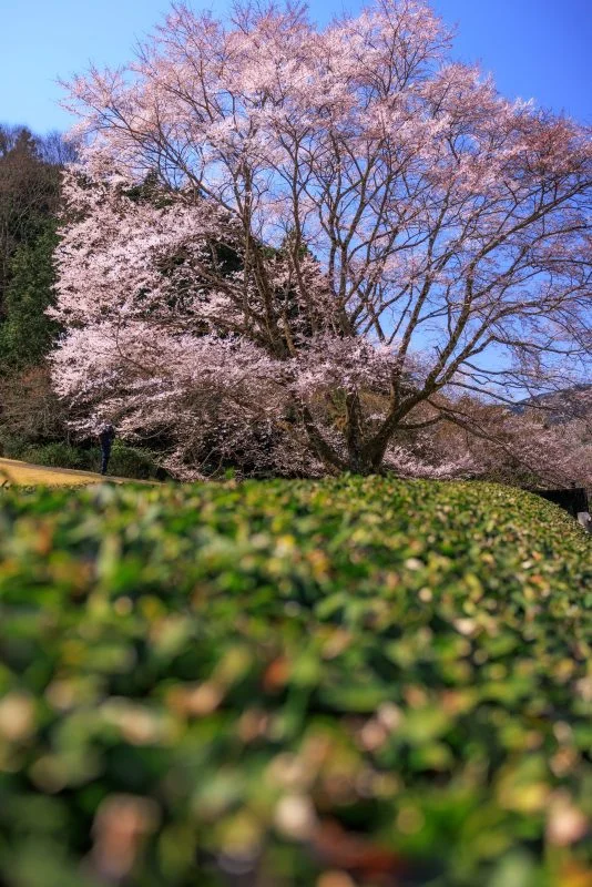 無料スマホ壁紙 茶畑と淡墨桜と青空。AndroidとiPhoneに対応した4K高画質の無料待ち受け画像。三重県津市の竹原の淡墨桜（薄墨桜）で撮影したフリー写真素材