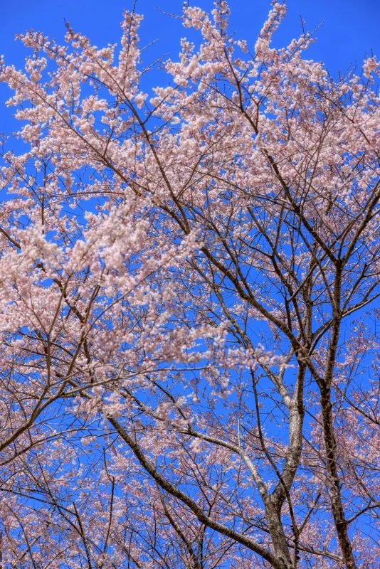 無料スマホ壁紙 淡墨桜の枝先。AndroidとiPhoneに対応した4K高画質の無料待ち受け画像。三重県津市の竹原の淡墨桜（薄墨桜）で撮影したフリー写真素材