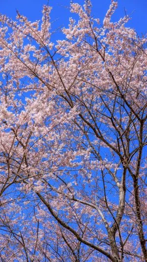 無料スマホ壁紙 淡墨桜の枝先。AndroidとiPhoneに対応した4K高画質の無料待ち受け画像。三重県津市の竹原の淡墨桜（薄墨桜）で撮影したフリー写真素材