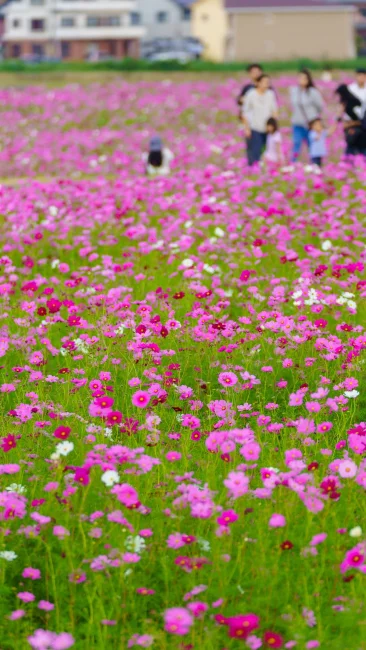 無料壁紙 賑わうコスモス畑。PCとデスクトップ壁紙に最適な4K高画質の無料壁紙。三重県東員町の東員のコスモス畑で撮影したフリー写真素材