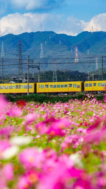 無料壁紙 コスモスに包まれる三岐鉄道。PCとデスクトップ壁紙に最適な4K高画質の無料壁紙。三重県東員町の東員のコスモス畑で撮影したフリー写真素材