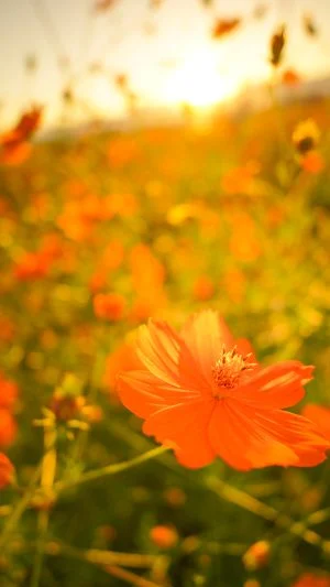 無料スマホ壁紙 オレンジ色のコスモスと夕陽。AndroidとiPhoneに対応した4K高画質の無料待ち受け画像。三重県東員町の東員のコスモス畑で撮影したフリー写真素材