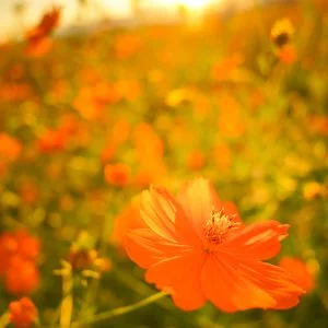 無料スマホ壁紙 オレンジ色のコスモスと夕陽。AndroidとiPhoneに対応した4K高画質の無料待ち受け画像。三重県東員町の東員のコスモス畑で撮影したフリー写真素材