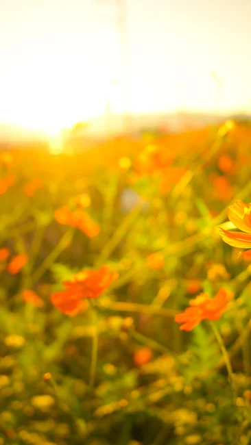 無料壁紙 オレンジ色のコスモス畑。PCとデスクトップ壁紙に最適な4K高画質の無料壁紙。三重県東員町の東員のコスモス畑で撮影したフリー写真素材