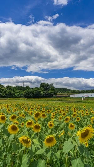 無料スマホ壁紙 夏色。AndroidとiPhoneに対応した4K高画質の無料待ち受け画像。三重県津市のとことめの里 一志で撮影したフリー写真素材