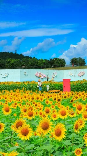 無料スマホ壁紙 人を呼ぶどこでもドア。AndroidとiPhoneに対応した4K高画質の無料待ち受け画像。三重県津市のとことめの里 一志で撮影したフリー写真素材