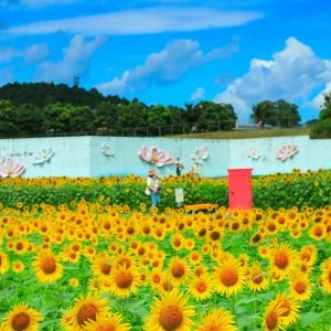 無料スマホ壁紙 人を呼ぶどこでもドア。AndroidとiPhoneに対応した4K高画質の無料待ち受け画像。三重県津市のとことめの里 一志で撮影したフリー写真素材