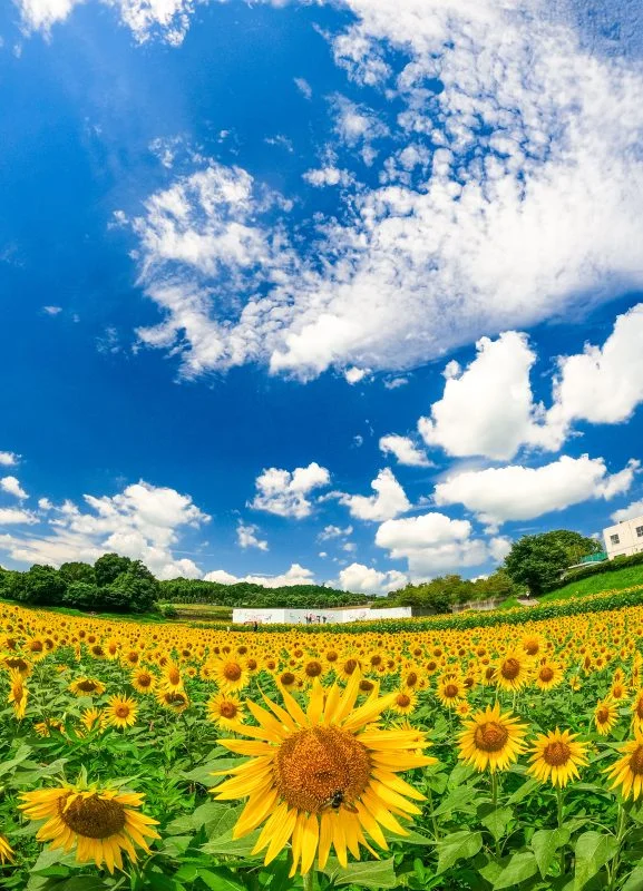 無料スマホ壁紙 夏空のひまわり畑。AndroidとiPhoneに対応した4K高画質の無料待ち受け画像。三重県津市のとことめの里 一志で撮影したフリー写真素材