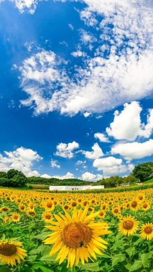 無料スマホ壁紙 夏空のひまわり畑。AndroidとiPhoneに対応した4K高画質の無料待ち受け画像。三重県津市のとことめの里 一志で撮影したフリー写真素材
