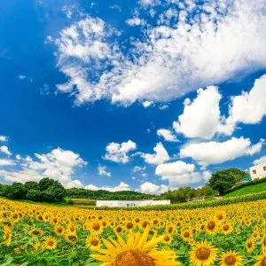 無料スマホ壁紙 夏空のひまわり畑。AndroidとiPhoneに対応した4K高画質の無料待ち受け画像。三重県津市のとことめの里 一志で撮影したフリー写真素材