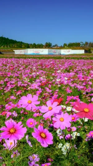 無料スマホ壁紙 秋晴れコスモス。AndroidとiPhoneに対応した4K高画質の無料待ち受け画像。三重県津市のとことめの里 一志で撮影したフリー写真素材