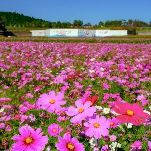 無料スマホ壁紙 秋晴れコスモス。AndroidとiPhoneに対応した4K高画質の無料待ち受け画像。三重県津市のとことめの里 一志で撮影したフリー写真素材