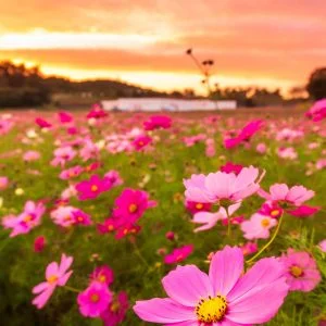 無料スマホ壁紙 夕焼けコスモス。AndroidとiPhoneに対応した4K高画質の無料待ち受け画像。三重県津市のとことめの里 一志で撮影したフリー写真素材