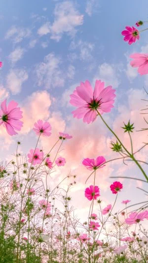 運気が上がる待ち受け 夕暮れコスモス。AndroidとiPhoneに対応した4K高画質の無料スマホ壁紙。三重県津市のとことめの里 一志で撮影したフリー写真素材