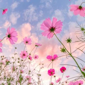 運気が上がる待ち受け 夕暮れコスモス。AndroidとiPhoneに対応した4K高画質の無料スマホ壁紙。三重県津市のとことめの里 一志で撮影したフリー写真素材