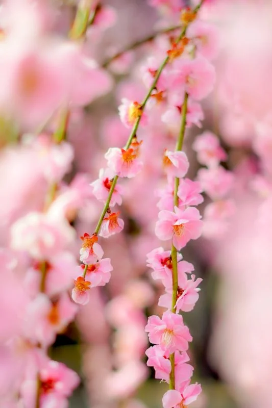 無料スマホ壁紙 しだれ梅の花びら。AndroidとiPhoneに対応した4K高画質の無料待ち受け画像。三重県津市の結城神社の梅苑で撮影したフリー写真素材