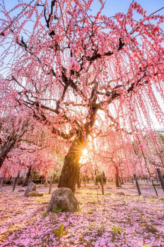 無料スマホ壁紙 しだれ梅の絶景。AndroidとiPhoneに対応した4K高画質の無料待ち受け画像。三重県津市の結城神社の梅苑で撮影したフリー写真素材