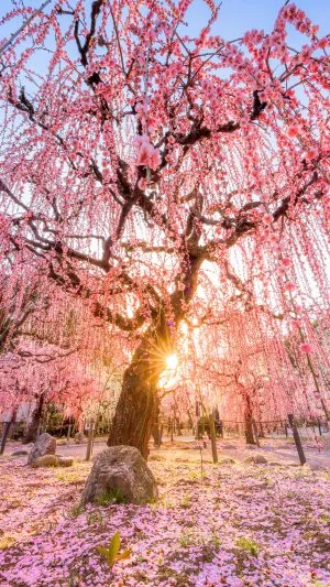 無料スマホ壁紙 しだれ梅の絶景。AndroidとiPhoneに対応した4K高画質の無料待ち受け画像。三重県津市の結城神社の梅苑で撮影したフリー写真素材