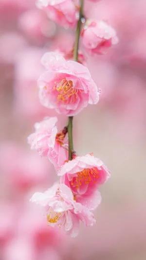 無料スマホ壁紙 雨上がりのしだれ梅。AndroidとiPhoneに対応した4K高画質の無料待ち受け画像。三重県津市の結城神社の梅苑で撮影したフリー写真素材