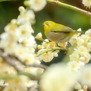 無料スマホ壁紙 白梅とメジロ。AndroidとiPhoneに対応した4K高画質の無料待ち受け画像。三重県津市の結城神社の梅苑で撮影したフリー写真素材