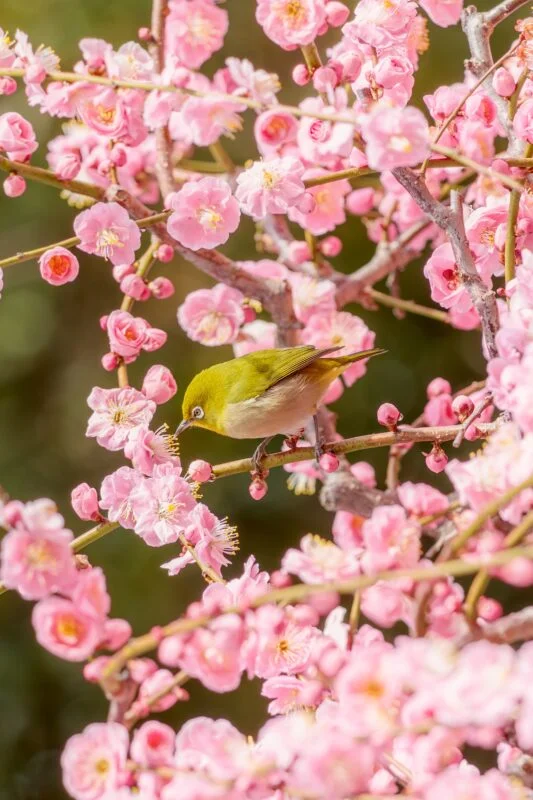 梅の蜜を吸うメジロ
