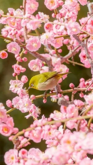 無料スマホ壁紙 梅の蜜を吸うメジロ。AndroidとiPhoneに対応した4K高画質の無料待ち受け画像。三重県津市の結城神社の梅苑で撮影したフリー写真素材