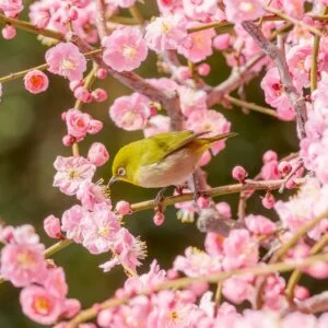 ピンク色の壁紙