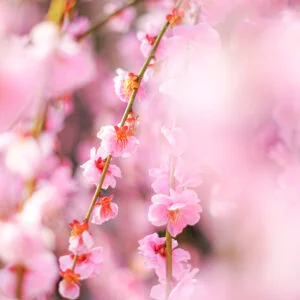 運気が上がる待ち受け シャンデリアのように輝く枝垂れ梅。AndroidとiPhoneに対応した4K高画質の無料スマホ壁紙。三重県津市の結城神社の梅苑で撮影したフリー写真素材