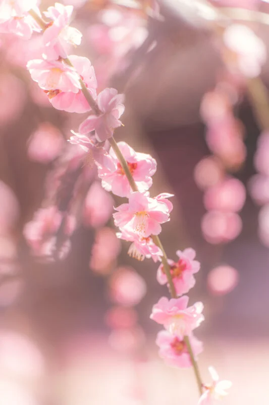 輝く梅のシャンデリア