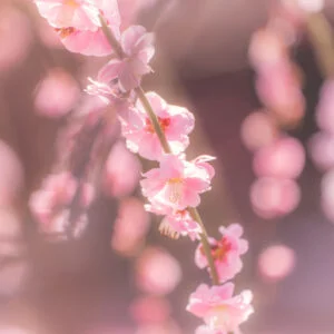 無料スマホ壁紙 輝く梅のシャンデリア。AndroidとiPhoneに対応した4K高画質の無料待ち受け画像。三重県津市の結城神社の梅苑で撮影したフリー写真素材