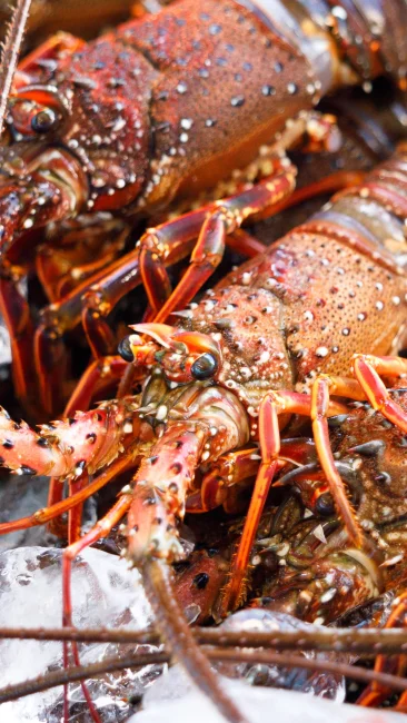 無料壁紙 答志島で水揚げの伊勢海老。PCとデスクトップ壁紙に最適な4K高画質の無料壁紙。三重県鳥羽市の伊勢海老で撮影したフリー写真素材