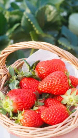 無料スマホ壁紙 可愛いイチゴのおしゃれバスケット。AndroidとiPhoneに対応した4K高画質の無料待ち受け画像。三重県三重グルメのかおり野で撮影したフリー写真素材