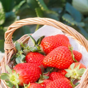 無料スマホ壁紙 可愛いイチゴのおしゃれバスケット。AndroidとiPhoneに対応した4K高画質の無料待ち受け画像。三重県三重グルメのかおり野で撮影したフリー写真素材