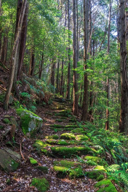 無料スマホ壁紙 熊野古道みたいな登山道。AndroidとiPhoneに対応した4K高画質の無料待ち受け画像。三重県尾鷲市の盛松で撮影したフリー写真素材