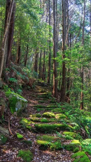 無料スマホ壁紙 熊野古道みたいな登山道。AndroidとiPhoneに対応した4K高画質の無料待ち受け画像。三重県尾鷲市の盛松で撮影したフリー写真素材