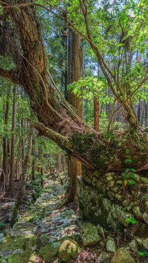 無料壁紙 盛松の地名に由来すると言われる老松の大木。PCとデスクトップ壁紙に最適な4K高画質の無料壁紙。三重県尾鷲市の盛松で撮影したフリー写真素材