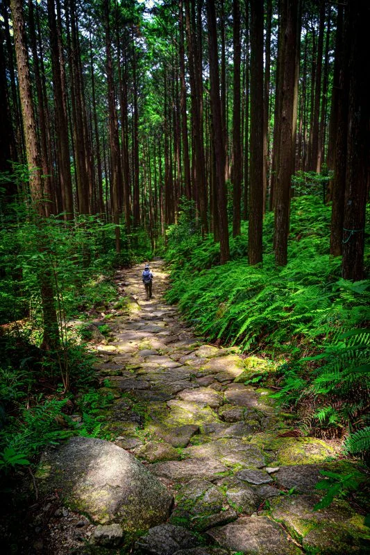 無料スマホ壁紙 木漏れ日を歩く。AndroidとiPhoneに対応した4K高画質の無料待ち受け画像。三重県紀北町の馬越峠で撮影したフリー写真素材