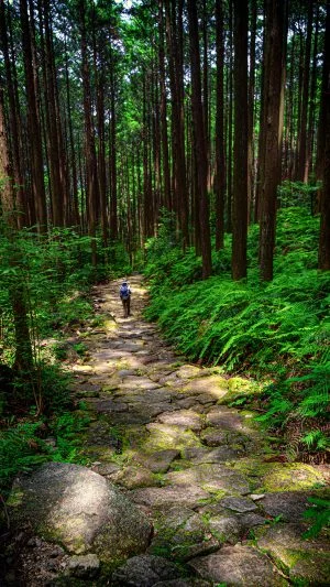 無料スマホ壁紙 木漏れ日を歩く。AndroidとiPhoneに対応した4K高画質の無料待ち受け画像。三重県紀北町の馬越峠で撮影したフリー写真素材