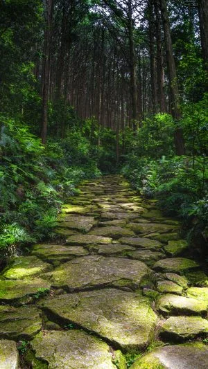 無料スマホ壁紙 緑の苔。AndroidとiPhoneに対応した4K高画質の無料待ち受け画像。三重県紀北町の馬越峠で撮影したフリー写真素材