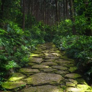 無料スマホ壁紙 緑の苔。AndroidとiPhoneに対応した4K高画質の無料待ち受け画像。三重県紀北町の馬越峠で撮影したフリー写真素材