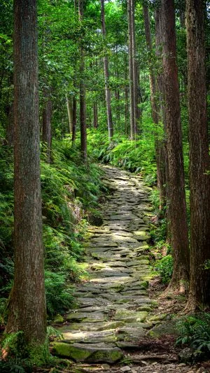無料スマホ壁紙 新緑の石畳。AndroidとiPhoneに対応した4K高画質の無料待ち受け画像。三重県紀北町の馬越峠で撮影したフリー写真素材