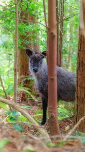 無料壁紙 天狗倉山に潜むニホンカモシカ。PCとデスクトップ壁紙に最適な4K高画質の無料壁紙。三重県紀北町の天狗倉山で撮影したフリー写真素材