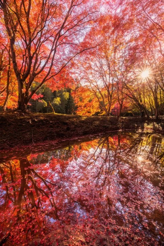無料スマホ壁紙 紅葉の水面鏡。AndroidとiPhoneに対応した4K高画質の無料待ち受け画像。三重県津市の長徳寺で撮影したフリー写真素材