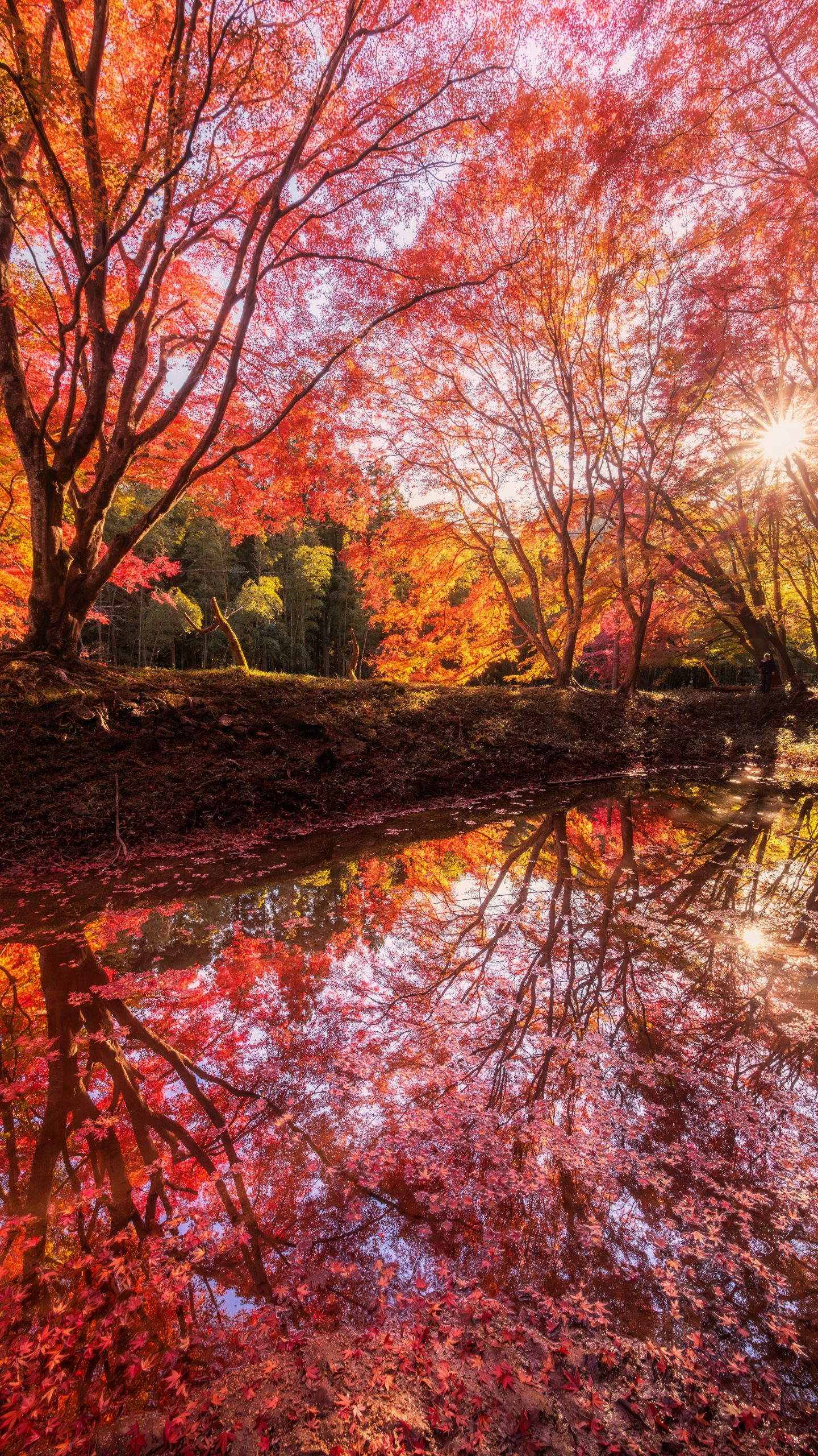 紅葉の水面鏡(三重県津市・長徳寺)