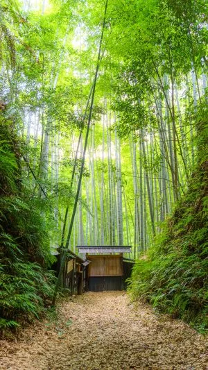 無料スマホ壁紙 緑広がる孟宗竹。AndroidとiPhoneに対応した4K高画質の無料待ち受け画像。三重県尾鷲市の土井竹林で撮影したフリー写真素材