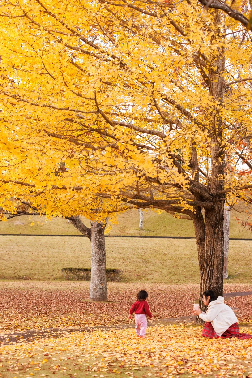 無料スマホ壁紙 銀杏の下で遊ぶ親子。AndroidとiPhoneに対応した4K高画質の無料待ち受け画像。三重県度会町の宮リバー度会パークで撮影したフリー写真素材