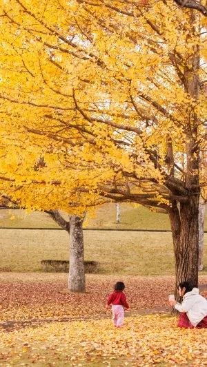 無料スマホ壁紙 銀杏の下で遊ぶ親子。AndroidとiPhoneに対応した4K高画質の無料待ち受け画像。三重県度会町の宮リバー度会パークで撮影したフリー写真素材